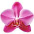 Pink orchid